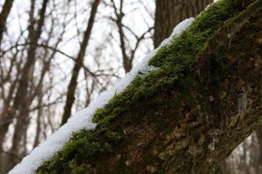 Yosun kaplı kış ormanı
