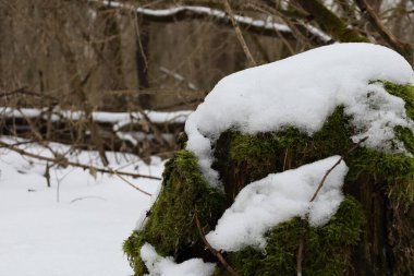 Yosun kaplı kış ormanı