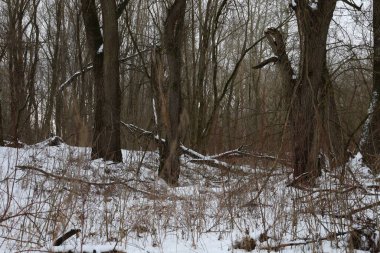 Kış ormanında kuru bir gün.