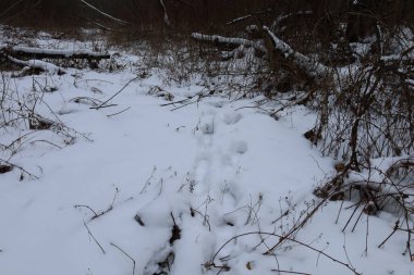 kış orman karda ayak izleri
