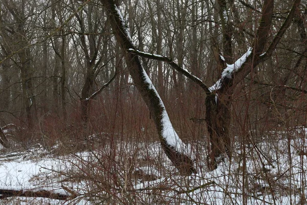 冬季森林里的干日 — 图库照片
