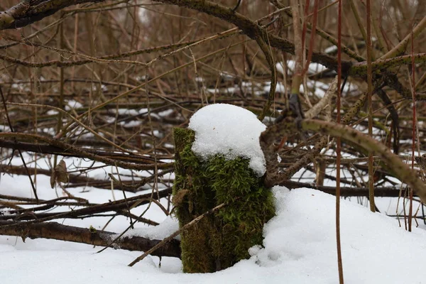 Winter Forest Moss Covered Tree — Stockfoto