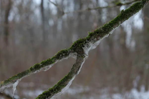 Bosque Invierno Con Musgo Cubierto Árbol —  Fotos de Stock