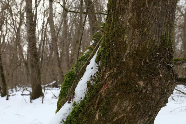 Winterwald Mit Moosbewachsenem Baum — Stockfoto