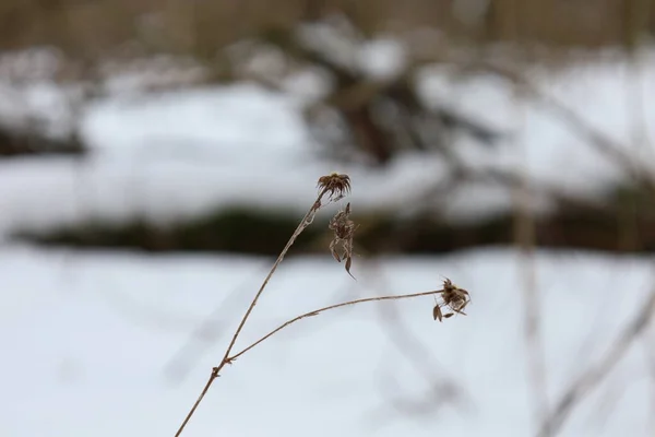 Dry Plants Winter Forest — Foto Stock