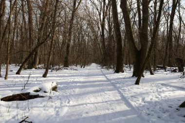 Kış ormanında yol