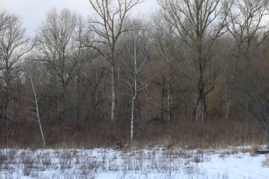 Kış ormanında beyaz huş ağacı
