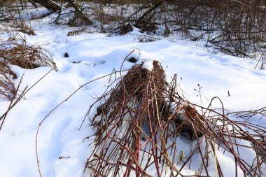 Ormanda karla kaplı çimenler