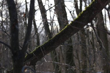 Kış ormanında yosun kaplı ağaç 
