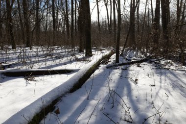 Kışın karla birlikte devrilmiş ağaç..