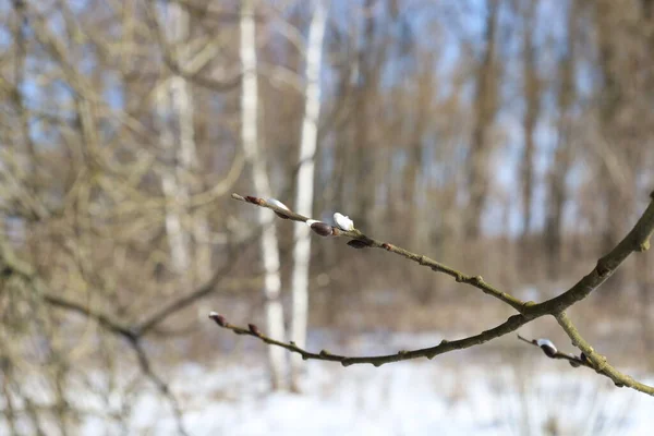 Frühling Wald Äste Nahaufnahme — Stockfoto