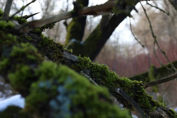 Moosbewachsener Baum Winterwald — Stockfoto