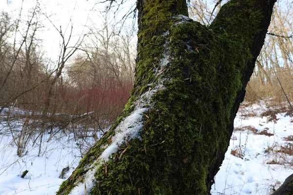 Moosbewachsener Baum Winterwald — Stockfoto