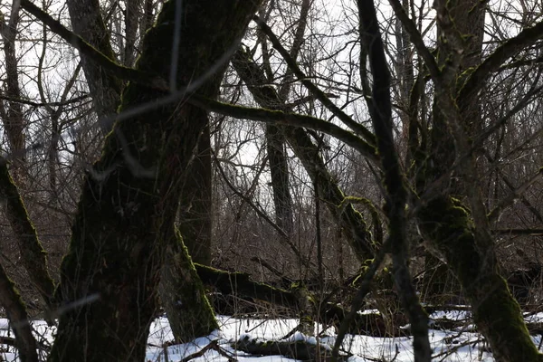 Moss Covered Tree Winter Forest — Fotografia de Stock