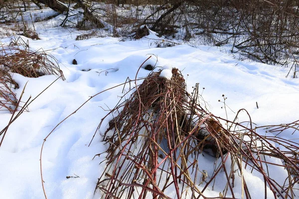 Ormanda karla kaplı çimenler
