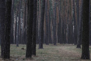 Baharda güzel çam ormanı