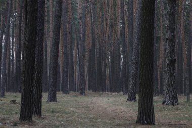 Baharda güzel çam ormanı