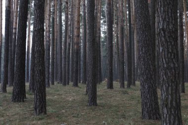 Baharda güzel çam ormanı