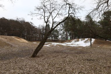 Bahar manzarası çam ormanı