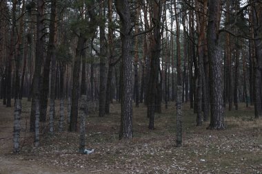 Çam ormanında dikenli tellerle korunan bir bölge.