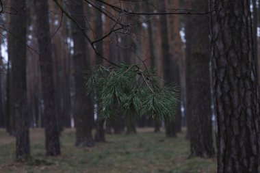 Çam ormanında dikenli tellerle korunan bir bölge.