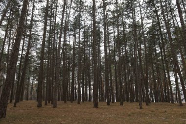 Baharda güzel çam ormanı