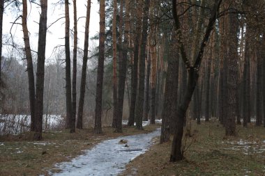 Çam ormanında buz yolu