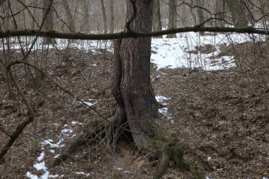 Kış ormanındaki bir yamaçta büyük kökleri olan bir ağaç.