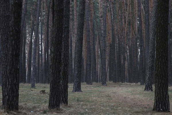 Baharda güzel çam ormanı