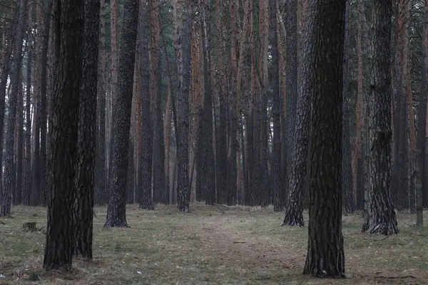 Baharda güzel çam ormanı