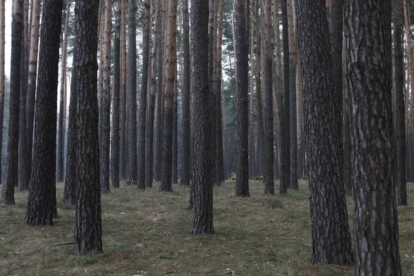 Baharda güzel çam ormanı