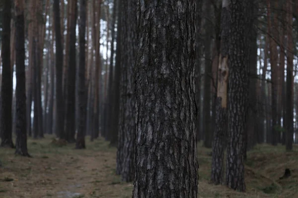 Baharda güzel çam ormanı