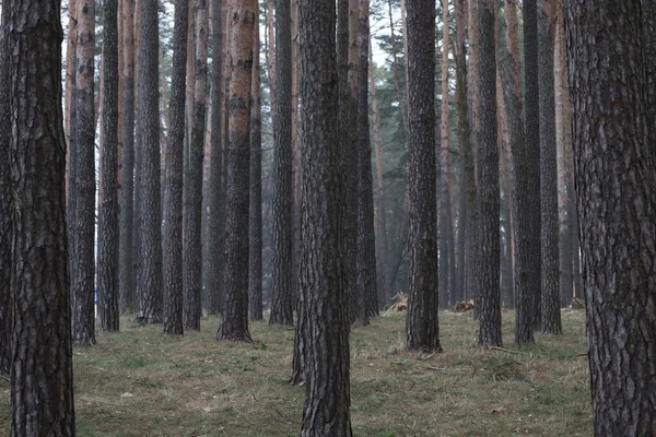 Baharda güzel çam ormanı