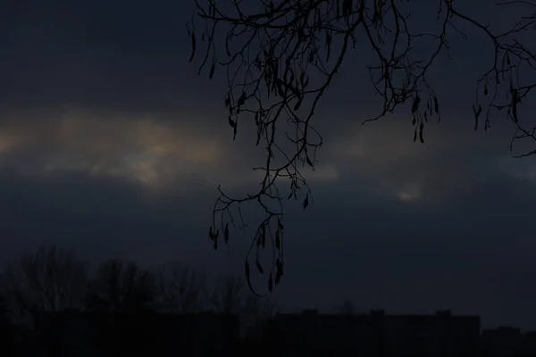 Branches Gloomy Evening Sky — Foto de Stock