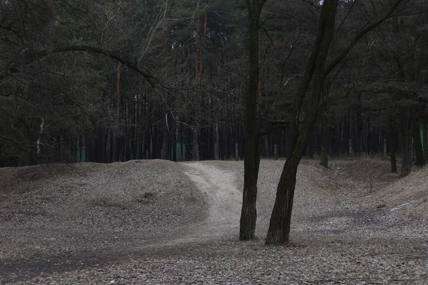 Path Pine Forest — Stock Photo, Image