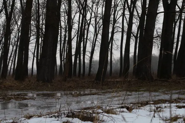 春天的黑森林 白雪连绵 — 图库照片