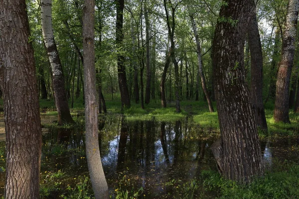 Chernihiv şehrinde sel basmış plaj.