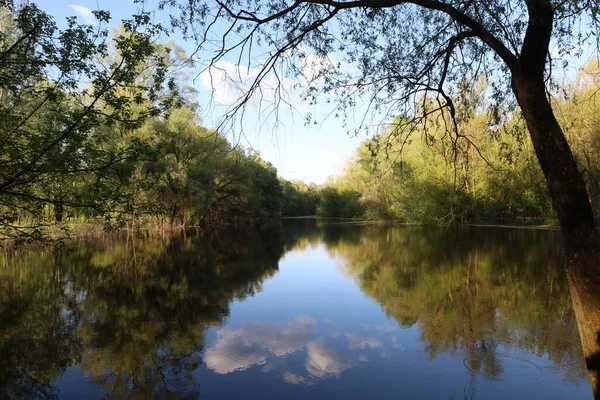 Yaz ormanındaki manzara gölü