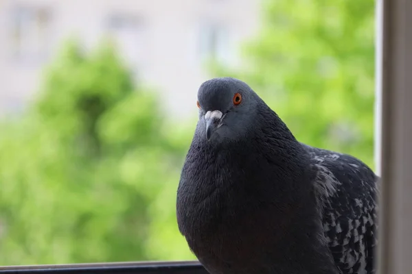 Portret Gołębia Ptak Oknie — Zdjęcie stockowe