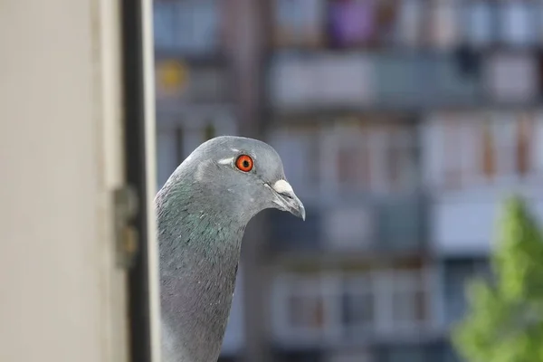 Pigeon Closeup Pigeon Window — Stock Photo, Image