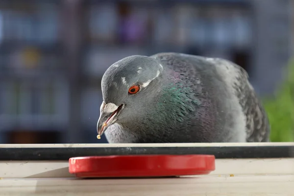 비둘기 비둘기 — 스톡 사진