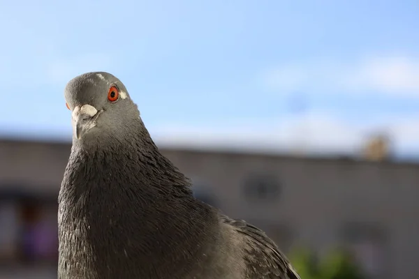 Pigeon Closeup Due Vinduet - Stock-foto