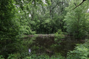 Sel basmış orman, yaz güneşli gün