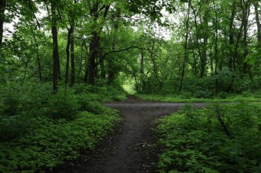 Yağmurlu yaz ormanlarında yol