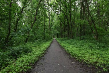 Yağmurlu yaz ormanlarında yol