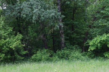 Yaz yağmurlu orman, yeşil orman