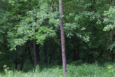 Yaz yağmurlu orman, yeşil orman