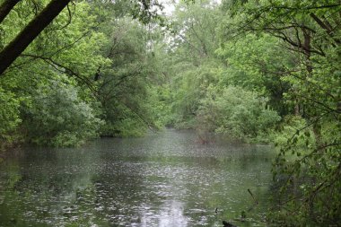Sel basmış orman, yaz güneşli gün