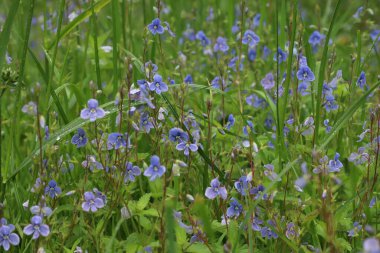 Veronica Chamaedrys yaz çayırında 