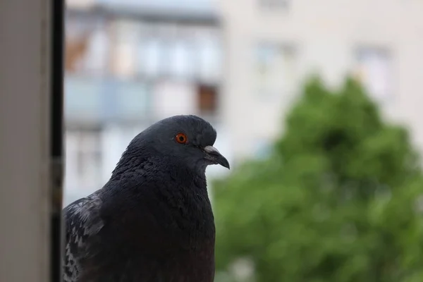 Portret Gołębia Ptak Oknie — Zdjęcie stockowe